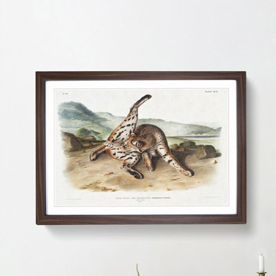 Texan Lynx by J.W. Audubon - Picture Frame Art Print