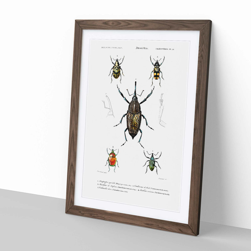Weevil Beetle Illustrations by Charles D'Orbigny - Picture Frame Painting Print, 36cm H x 27cm W x 2cm D, Walnut Framed