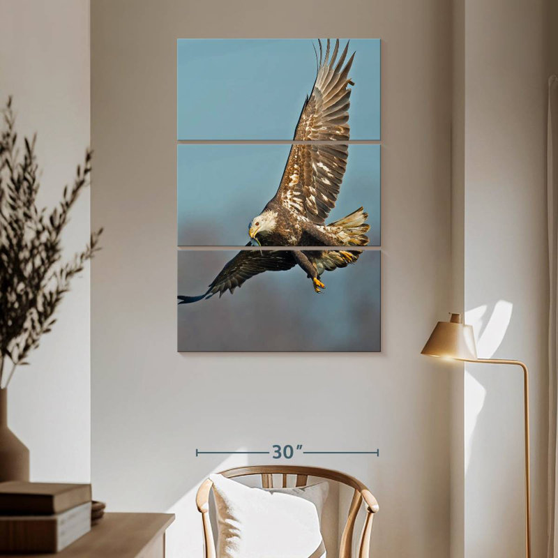 Aigle à tête blanche Brampt