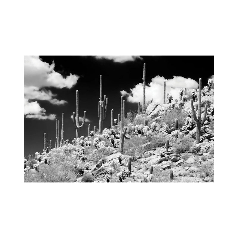 Saguaro Cactus Hill by Philippe Hugonnard - Wrapped Canvas Print, 101.6 cm H x 66.04 cm W x 1.91 cm D