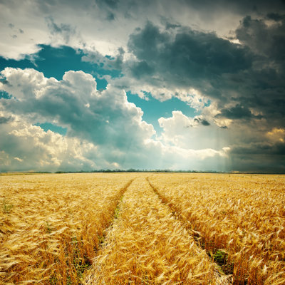 Harvest Field And Low Clouds Over It by Mycola - Wrapped Canvas Print