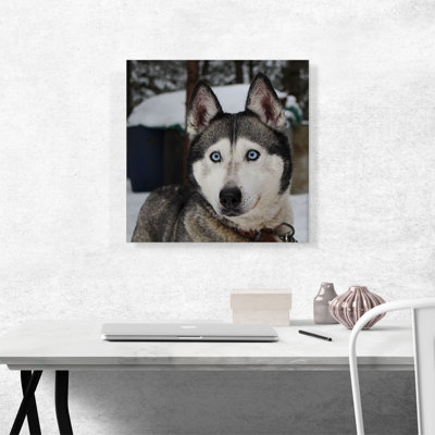 " Siberian Husky "