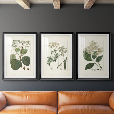Antique Turpin Botanical IV - reproduction sur mesure encadrée de qualité supérieure - 3 pièces