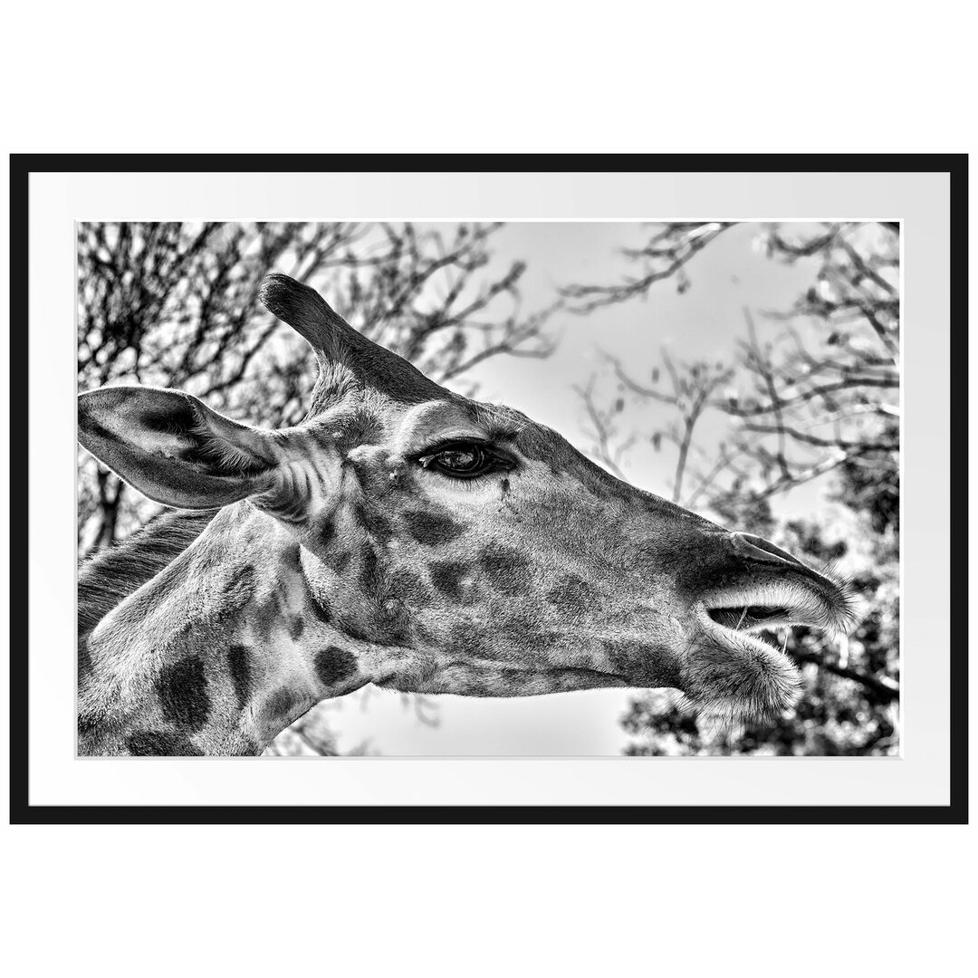 Gerahmtes Poster Anmutige Giraffe isst