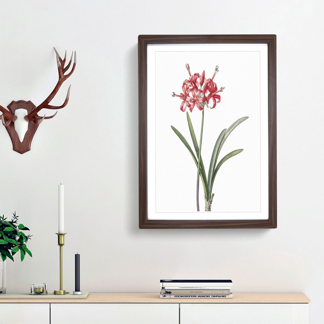 Guernsey Lily by Pierre-Joseph Redoute - Picture Frame Painting Print