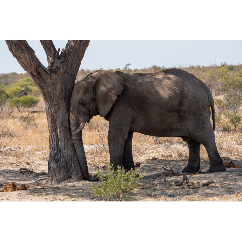Hertfordshire Elephant Sleeping Against Tree by Dietmar Rauscher - Wrapped Canvas Print, 61cm H x 91cm W x 3.8cm D