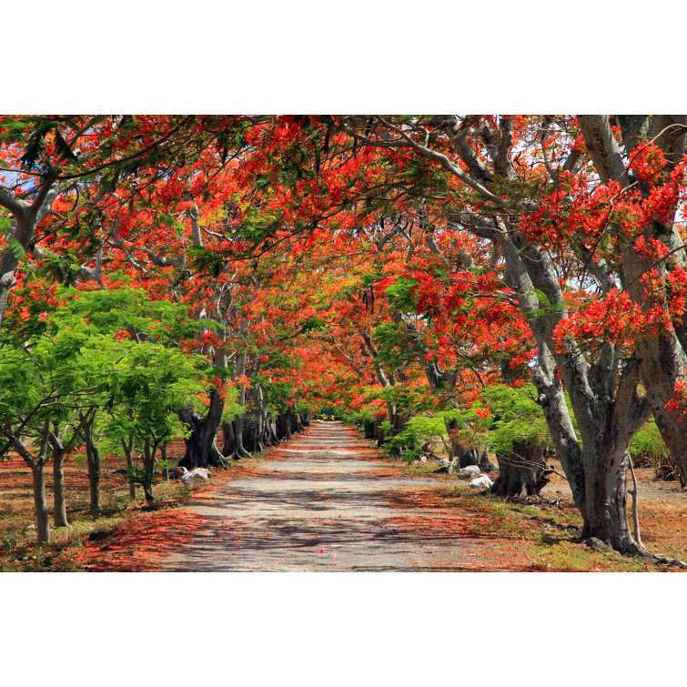 Flame Trees, Mauritius by Tomasz Dutkiewicz - Wrapped Canvas Print