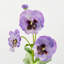 Lavande mauve en soie 21 po-1679008207