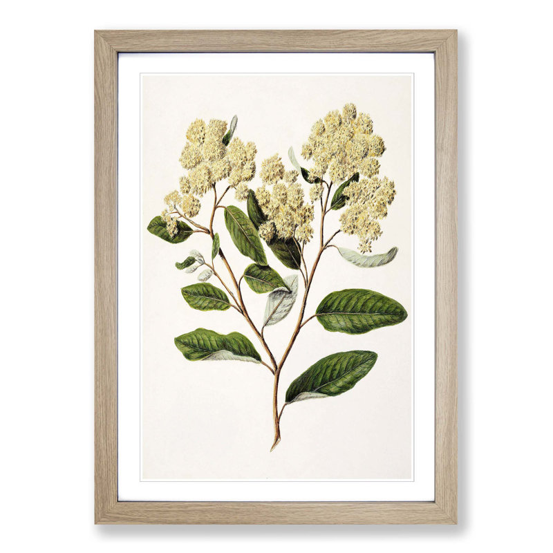 Kumarahou Flowers by Sarah Featon - Framed Print, 36cm H x 27cm W x 2cm D, Oak Framed