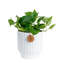 Devil's Ivy Pothos in Ceramic Planter