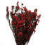 Phylica Floral Arrangement in Vase