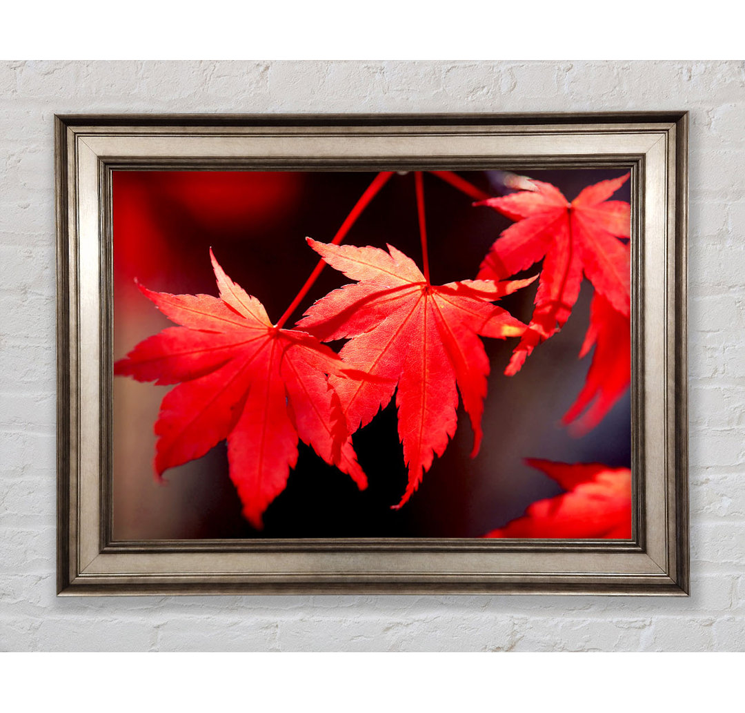 Winter Red Leaves - Einzelne Bilderrahmen Kunstdrucke