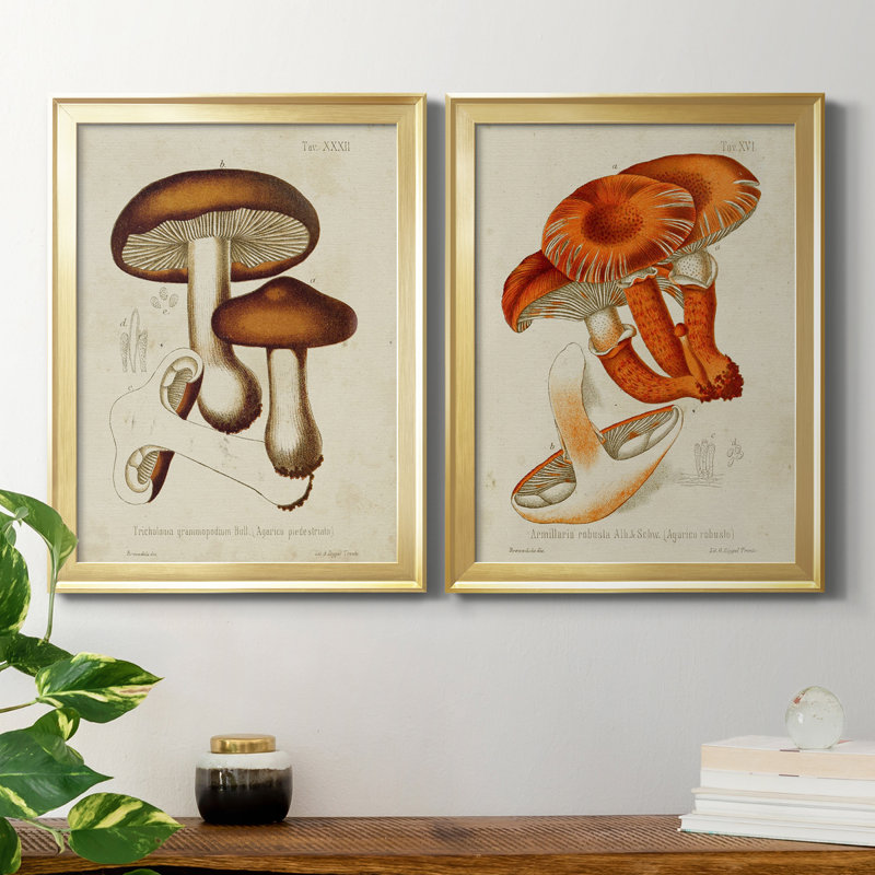 Champignon Variétés VI, reproduction encadrée de qualité supérieure, prête à être accrochée, Cadre doré