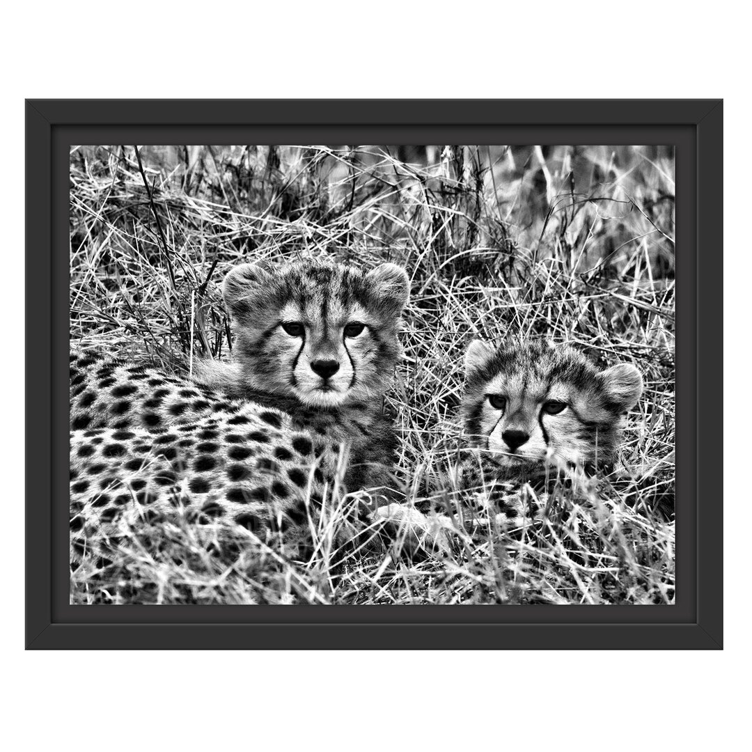 Gerahmter Fotodruck Cute Leopard Cubs