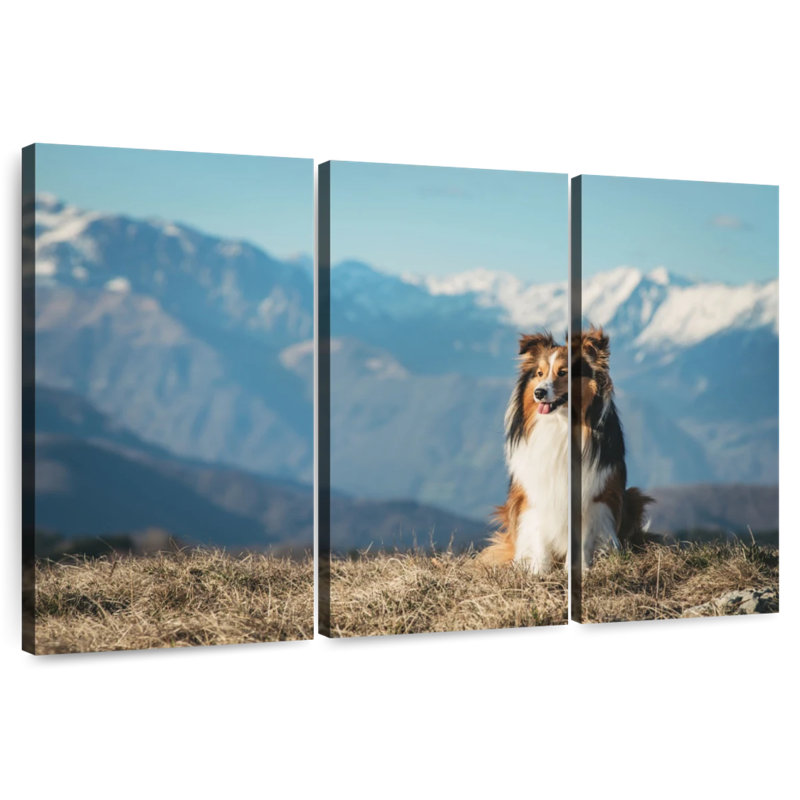 Brampt Shetland Sheepdog, 20" H x 33" W