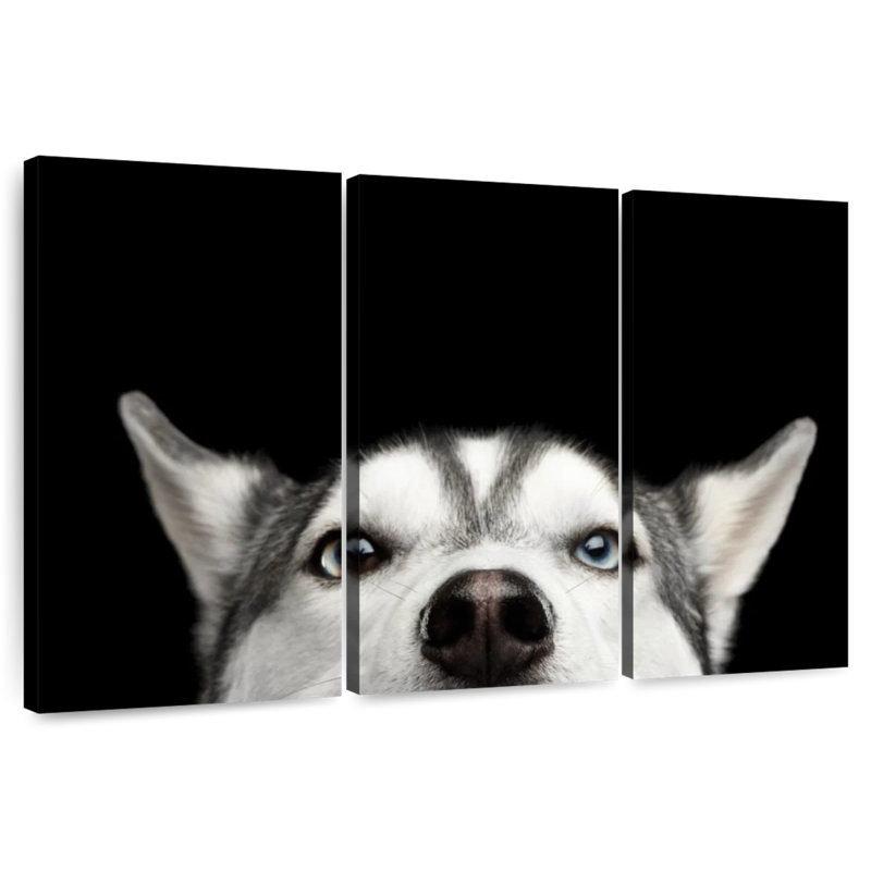 Brampt Peeking Siberian Husky, 20" H x 33" W