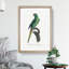 Red-Crowned Parakeet by F. Levaillant - Picture Frame Painting Print-55598161-55598163
