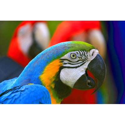 Blue and Yellow Macaw by Agustavop