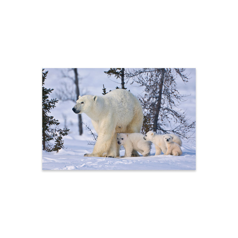 Mère ours polaire avec trois oursons sur la toundra, parc national Wapusk, Canada, reproduction sur verre acrylique