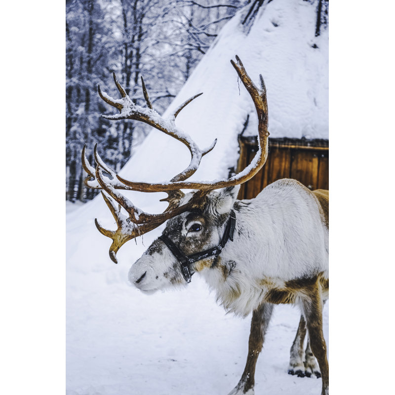 Reindeer - Wrapped Canvas Print, 76cm H x 51cm W x 3.8cm D