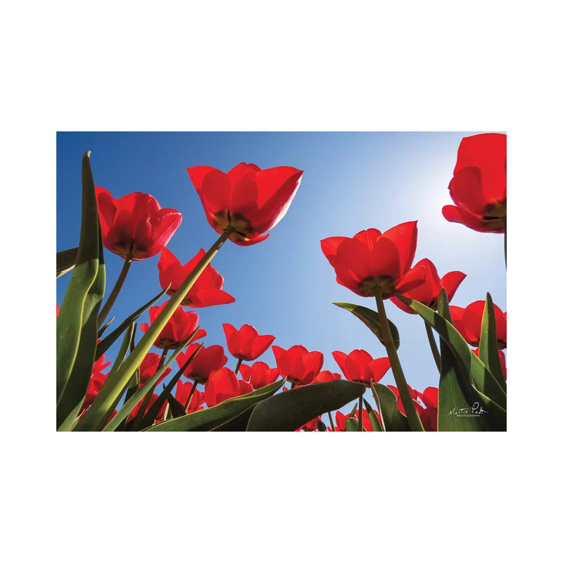 Look Up In Red by Martin Podt - Wrapped Canvas Print, 66.04 cm H x 45.72 cm W x 1.91 cm D