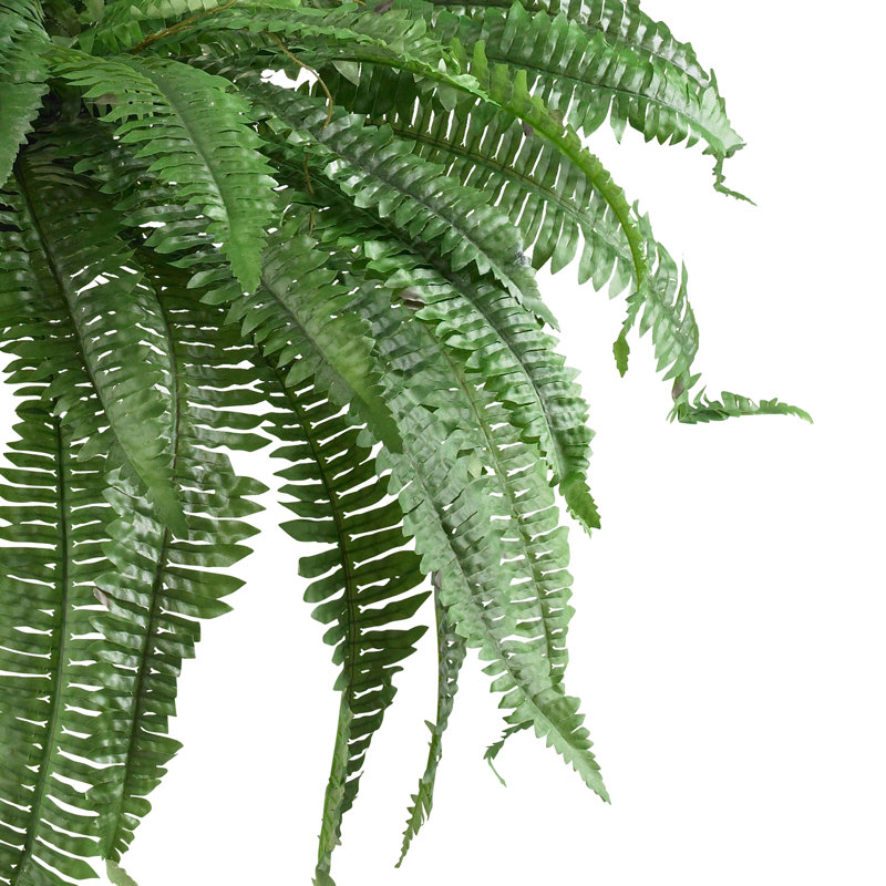Ensemble de 2 plantes fougères Boston, H 21 po x l 48 po x p 48 po