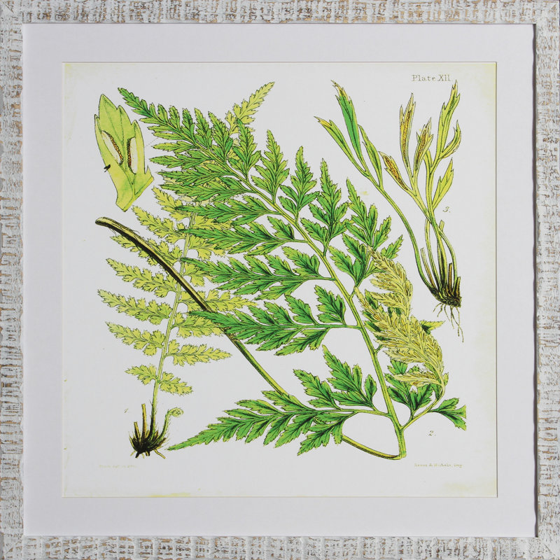 Brilliant Fern II Print