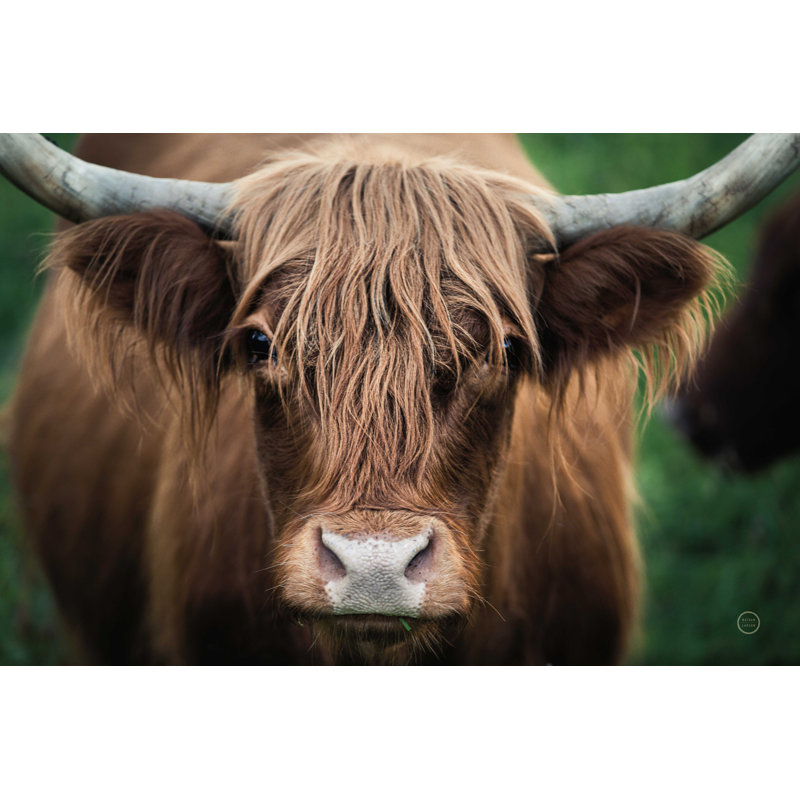 Jousha " Cow Nose ", 8" H x 12" W, No, Wrapped Canvas