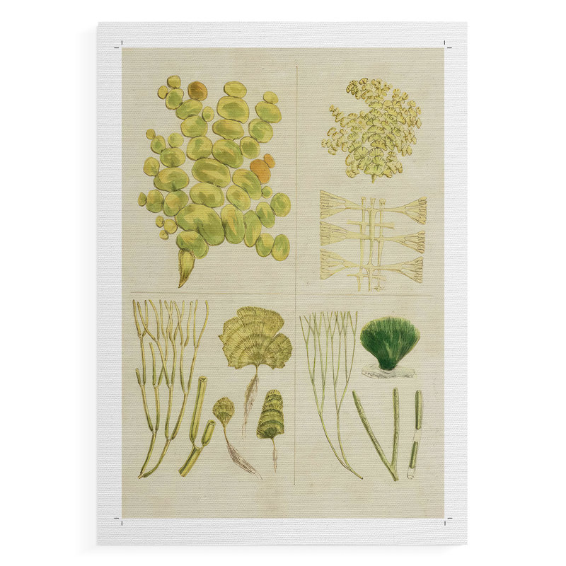 Herbe de mer rétro - impression sur toile seulement - non encadrée