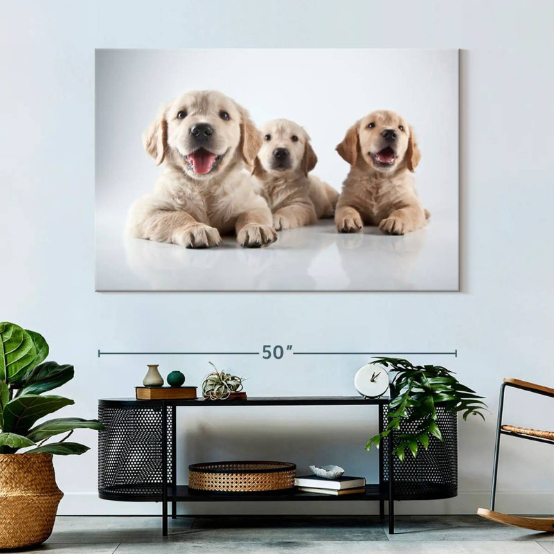 Brampt Golden Retriever Pups, 34" H x 51" W