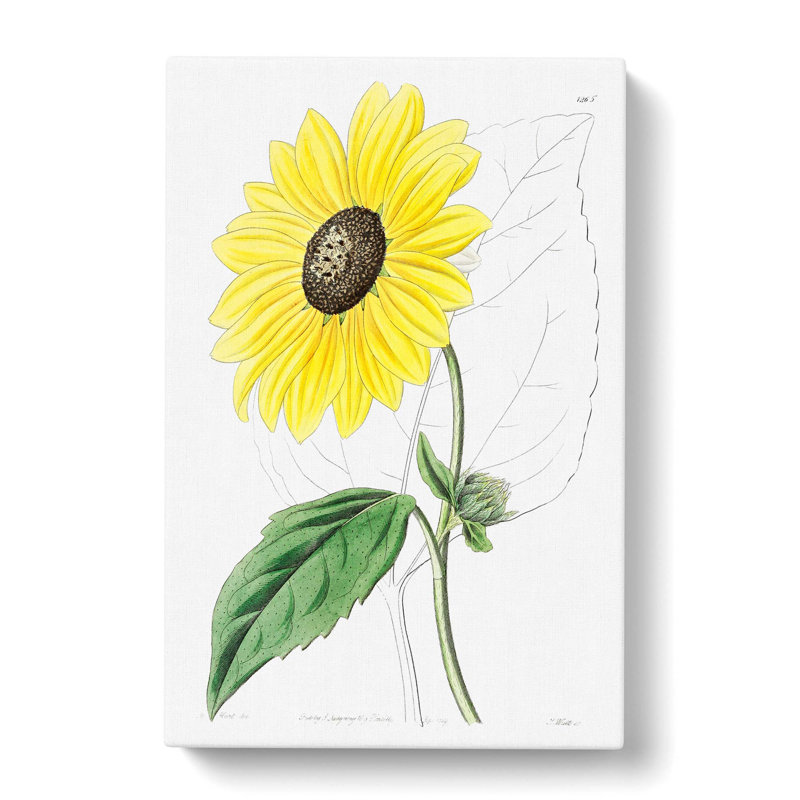 A Californian Sunflower - Wrapped Canvas Painting, 76cm H x 50cm W x 3cm D