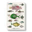 Various Fishes XXXIII by Oliver Goldsmith - Wrapped Canvas Painting-55370203