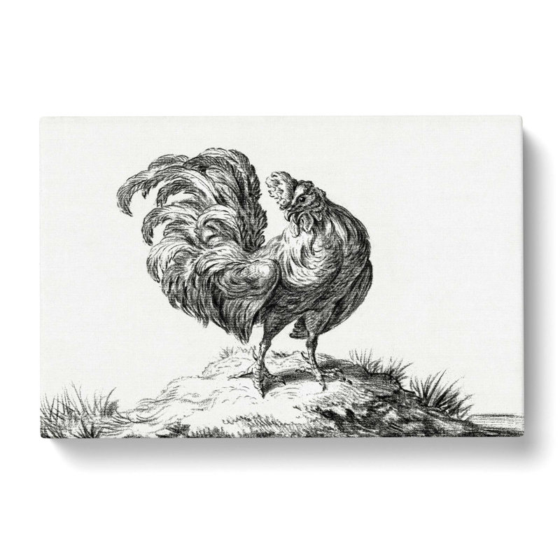 Sketch of a Rooster by Jean Bernard - Wrapped Canvas Drawing Print, 50cm H x 76cm W x 3cm D