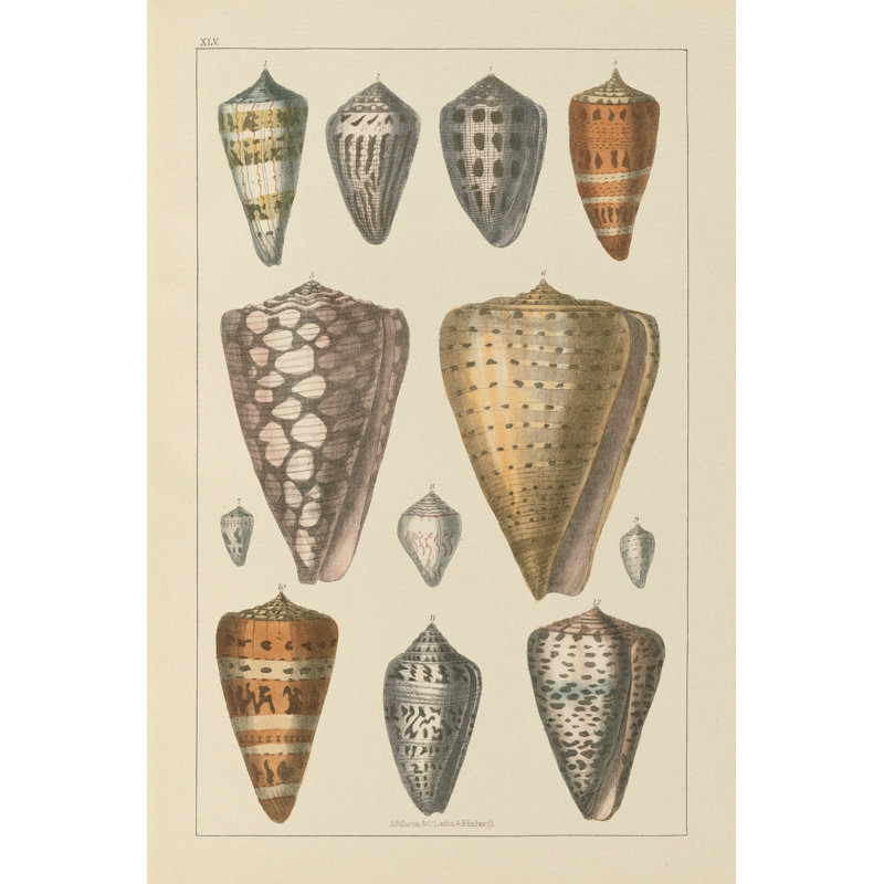 Coquillage assorti II, H 48 po x l 32 po