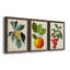 Feuillage antique et fruit VI - ensemble de 3 peintures sur toile encadrées-305686306-305686305