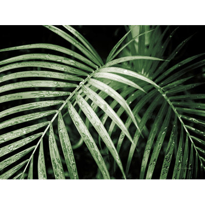 Palmier vert - impression sur toile tendue