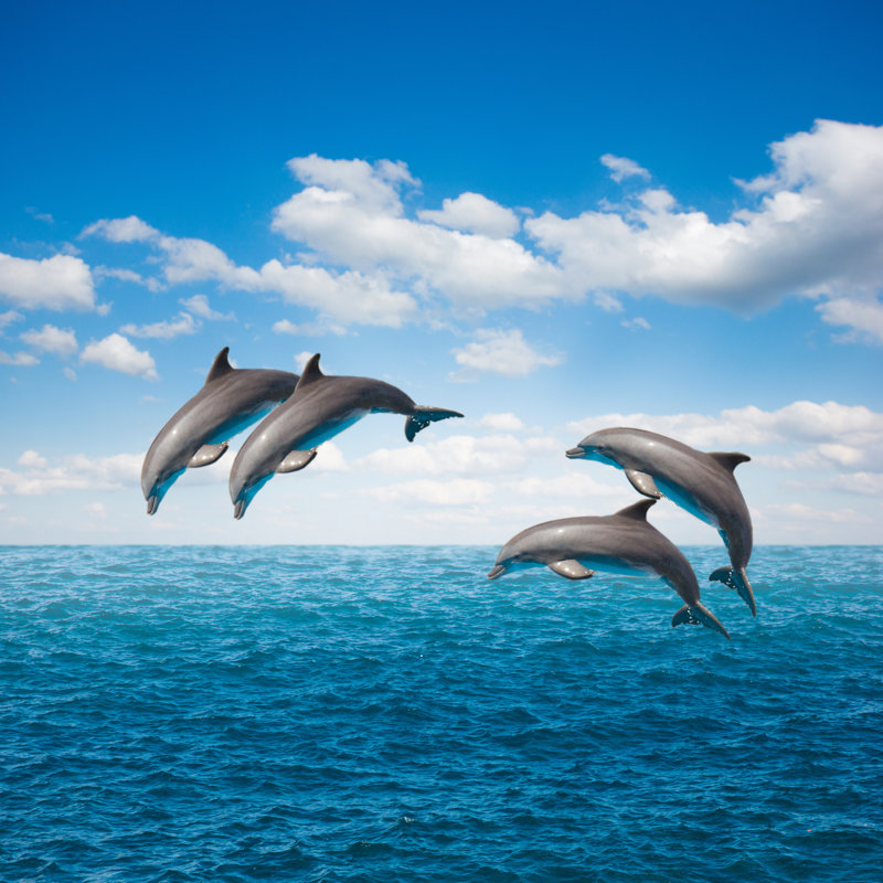 Pack Of Jumping Dolphins by Neirfy - Wrapped Canvas Print, 30cm H x 30cm W