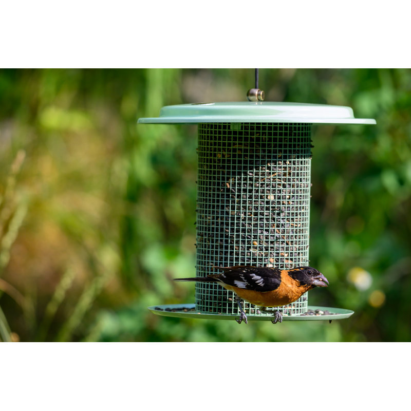 Sage Green Metal Hanging Tube Bird Feeder, 9.5 Inches