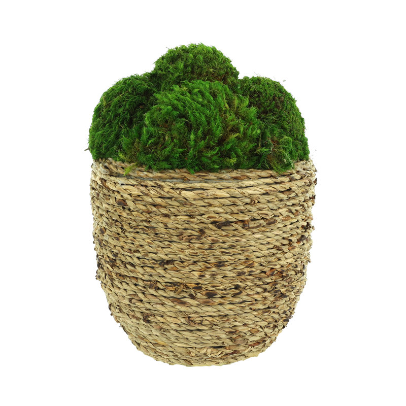 Organic Modern Moss Arranged in Large Strawgrass Pot, 8" H x 6" W x 6" D