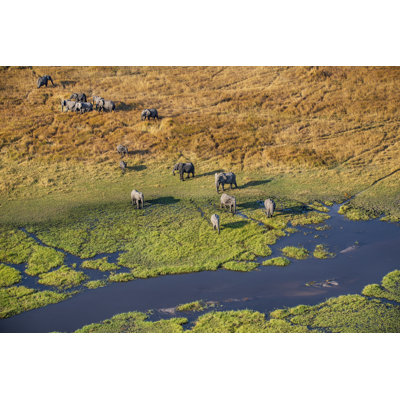 Vue aérienne des éléphants, Delta de l'Okavango, Botswana, Afrique par Guenterguni