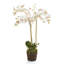 Conservatory Phalaenopsis Orchid Drop-in