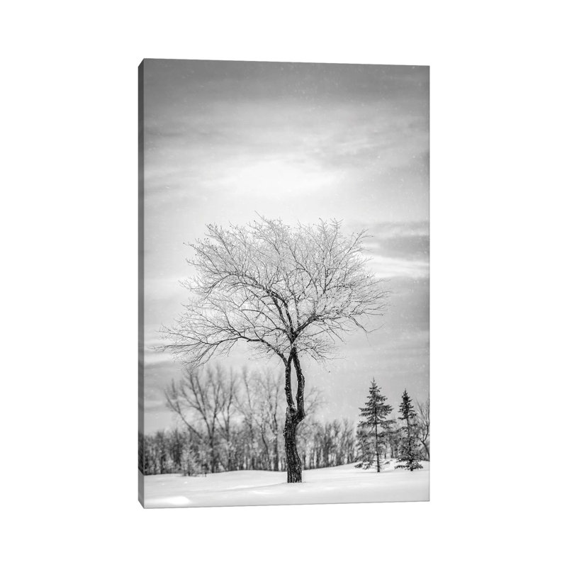 Lonely Tree Covered By Snow In Black And White by Nik Rave - Wrapped Canvas Print, 20.32 cm H x 30.48 cm W