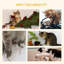Leyden 90cm H Cat Tree