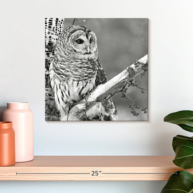 Brampt White Owl BW, 16" H x 16" W