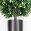 Plante de jasmin 20,98 po