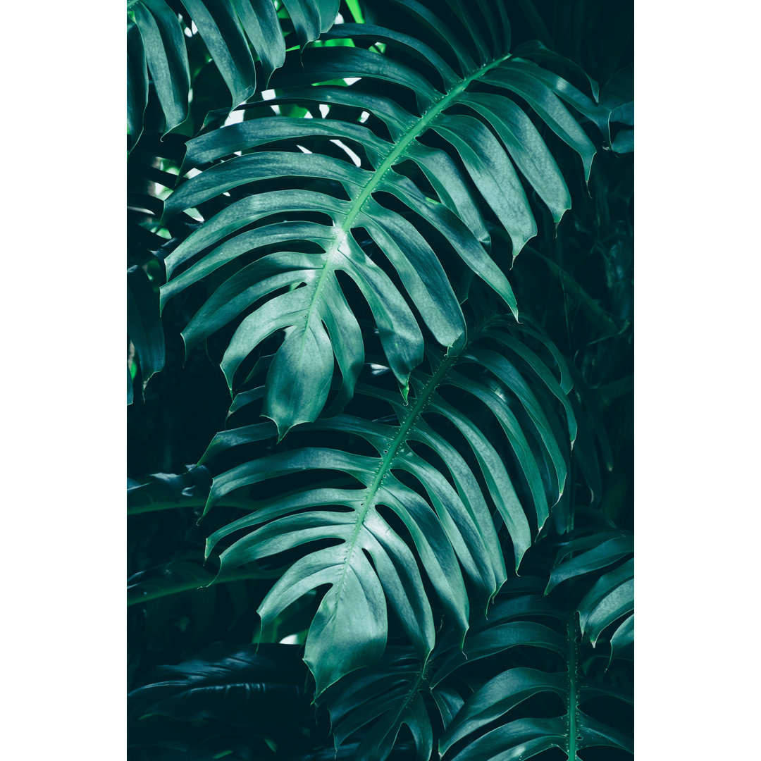 Tropisches Monstera Palmenblatt - Leinwanddrucke auf Wrapped Canvas