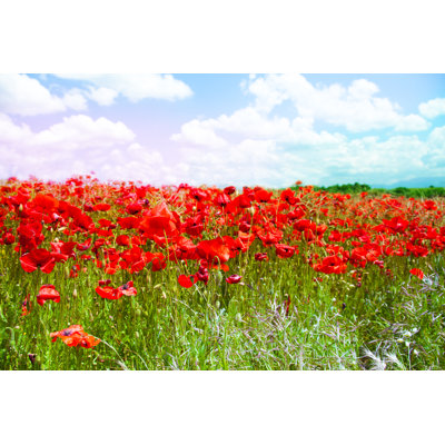 Ledwith Red Poppy Flowers - Wrapped Canvas Print