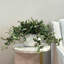 Tradescantia Zebrina Arranged In Ceramic Vase-1331091546-1281163198