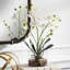 Orchidée Uttermost Glory