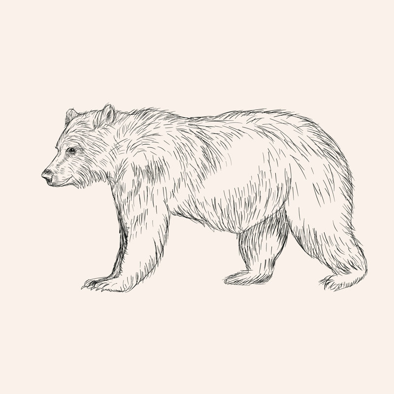 Croquis d'ours par I_Panki - impression, H 36 po x l 36 po